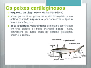 Os peixes cartilaginosos
 esqueleto cartilaginoso e relativamente leve;
 presença de cinco pares de fendas branquiais e um
orifício chamado espiráculo, por onde entra a água e
banha as brânquias;
 boca localizada ventralmente e intestino terminando
em uma espécie de bolsa chamada cloaca - nela,
convergem os dutos finais do sistema digestório,
urinário e genital.
 