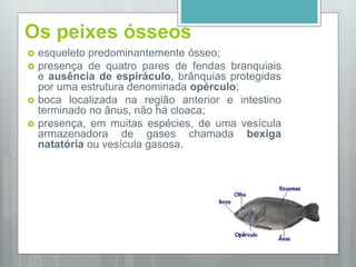 Os peixes ósseos
 esqueleto predominantemente ósseo;
 presença de quatro pares de fendas branquiais
e ausência de espiráculo, brânquias protegidas
por uma estrutura denominada opérculo;
 boca localizada na região anterior e intestino
terminado no ânus, não há cloaca;
 presença, em muitas espécies, de uma vesícula
armazenadora de gases chamada bexiga
natatória ou vesícula gasosa.
 