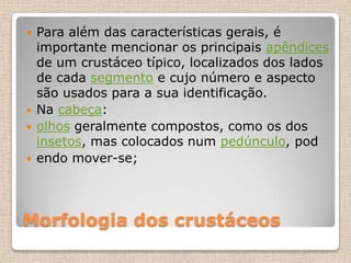 Morfologia dos crustáceos
 Para além das características gerais, é
importante mencionar os principais apêndices
de um crustáceo típico, localizados dos lados
de cada segmento e cujo número e aspecto
são usados para a sua identificação.
 Na cabeça:
 olhos geralmente compostos, como os dos
insetos, mas colocados num pedúnculo, pod
 endo mover-se;
 