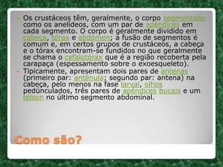 Como são?
 Os crustáceos têm, geralmente, o corpo segmentado
como os anelídeos, com um par de apêndices em
cada segmento. O corpo é geralmente dividido em
cabeça, tórax e abdómen; a fusão de segmentos é
comum e, em certos grupos de crustáceos, a cabeça
e o tórax encontram-se fundidos no que geralmente
se chama o cefalotórax que é a região recoberta pela
carapaça (espessamento sobre o exoesqueleto).
 Tipicamente, apresentam dois pares de antenas
(primeiro par: antênula; segundo par: antena) na
cabeça, pelo menos na fase larval, olhos
pedúnculados, três pares de apêndices bucais e um
télson no último segmento abdominal.
 
