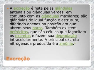 Excreção
 A excreção é feita pelas glândulas
antenais ou glândulas verdes, em
conjunto com as glândulas maxilares; são
glândulas de igual função e estrutura,
diferindo apenas na posição em que
abrem seus poros. Também existem
nefrócitos, que são células que fagocitam
os excretas e fazem sua degradação
intracelularmente. A principal excreta
nitrogenada produzida é a amônia.1
 