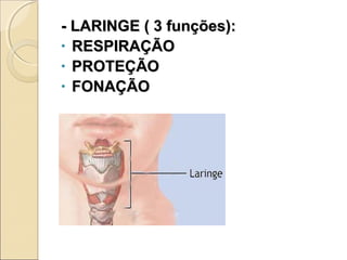 - LARINGE ( 3 funções):- LARINGE ( 3 funções):
• RESPIRAÇÃORESPIRAÇÃO
• PROTEÇÃOPROTEÇÃO
• FONAÇÃOFONAÇÃO
 