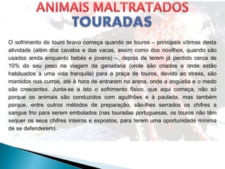 O sofrimento do touro bravo começa quando os touros – principais vítimas desta
atividade (além dos cavalos e das vacas, assim como dos novilhos, quando são
usados ainda enquanto bebés e jovens) –, depois de terem já perdido cerca de
10% do seu peso na viagem da ganadaria (onde são criados e onde estão
habituados a uma vida tranquila) para a praça de touros, devido ao stress, são
mantidos nos curros, até à hora de entrarem na arena, onde a angústia e o medo
são crescentes. Junta-se a isto o sofrimento físico, que aqui começa, não só
porque os animais são conduzidos com aguilhões e à paulada, mas também
porque, entre outros métodos de preparação, são-lhes serrados os chifres a
sangue frio para serem embolados (nas touradas portuguesas, os touros não têm
sequer os seus chifres inteiros e expostos, para terem uma oportunidade mínima
de se defenderem).
 