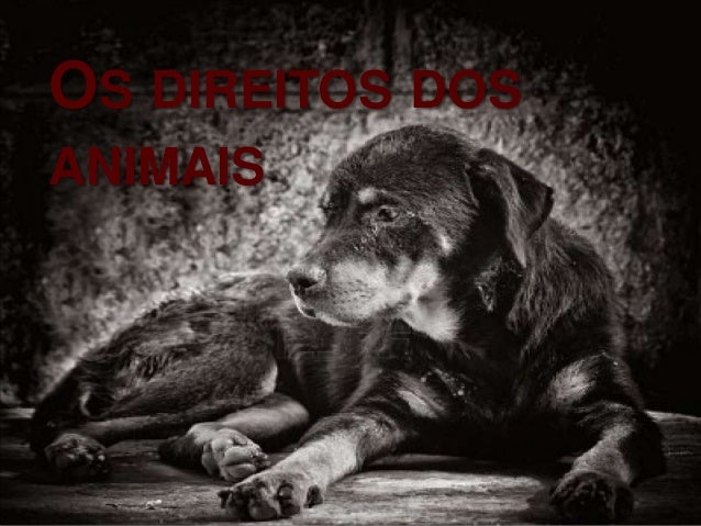 OS DIREITOS DOS
ANIMAIS

 