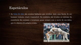 Espetáculos
• As lutas de cães são eventos bárbaros que revelam mais uma faceta do ser
humano violento, cruel e insensível. Os combates são levados ao extremo da
resistência dos animais e terminam quase sempre com a morte de um deles,
que é o objetivo do próprio evento.
 