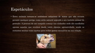 Espetáculos
• Estes animais tornam-se autênticas máquinas de matar que não recuam
perante qualquer perigo, como seria natural segundo o seu instinto animal de
proteção. A procura de um campeão começa nas ninhadas onde são escolhidos
apenas aqueles que revelem desde início alguma agressividade, sendo os
restantes muitas vezes mortos para evitar gastos excessivos na sua criação.
 