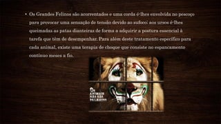 • Os Grandes Felinos são acorrentados e uma corda é-lhes envolvida no pescoço
para provocar uma sensação de tensão devido ao sufoco; aos ursos é-lhes
queimadas as patas dianteiras de forma a adquirir a postura essencial à
tarefa que têm de desempenhar. Para além deste tratamento específico para
cada animal, existe uma terapia de choque que consiste no espancamento
contínuo meses a fio.
 