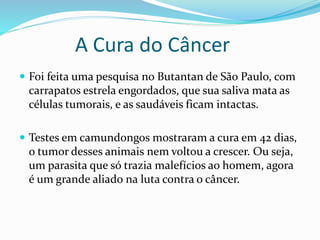 A Cura do Câncer
 Foi feita uma pesquisa no Butantan de São Paulo, com
carrapatos estrela engordados, que sua saliva mata as
células tumorais, e as saudáveis ficam intactas.
 Testes em camundongos mostraram a cura em 42 dias,
o tumor desses animais nem voltou a crescer. Ou seja,
um parasita que só trazia malefícios ao homem, agora
é um grande aliado na luta contra o câncer.
 