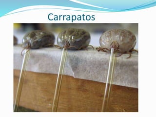 Carrapatos
 