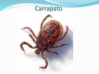 Carrapato
 