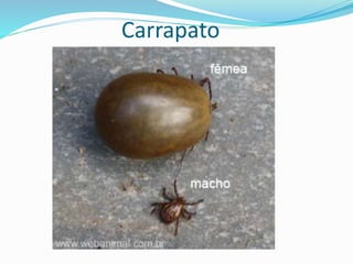 Carrapato
 