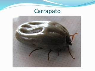 Carrapato
 