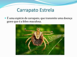 Carrapato Estrela
 É uma espécie de carrapato, que transmite uma doença
grave que é a febre maculosa.
 