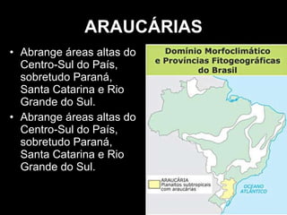 ARAUCÁRIAS Abrange áreas altas do Centro-Sul do País, sobretudo Paraná, Santa Catarina e Rio Grande do Sul. Abrange áreas altas do Centro-Sul do País, sobretudo Paraná, Santa Catarina e Rio Grande do Sul.  