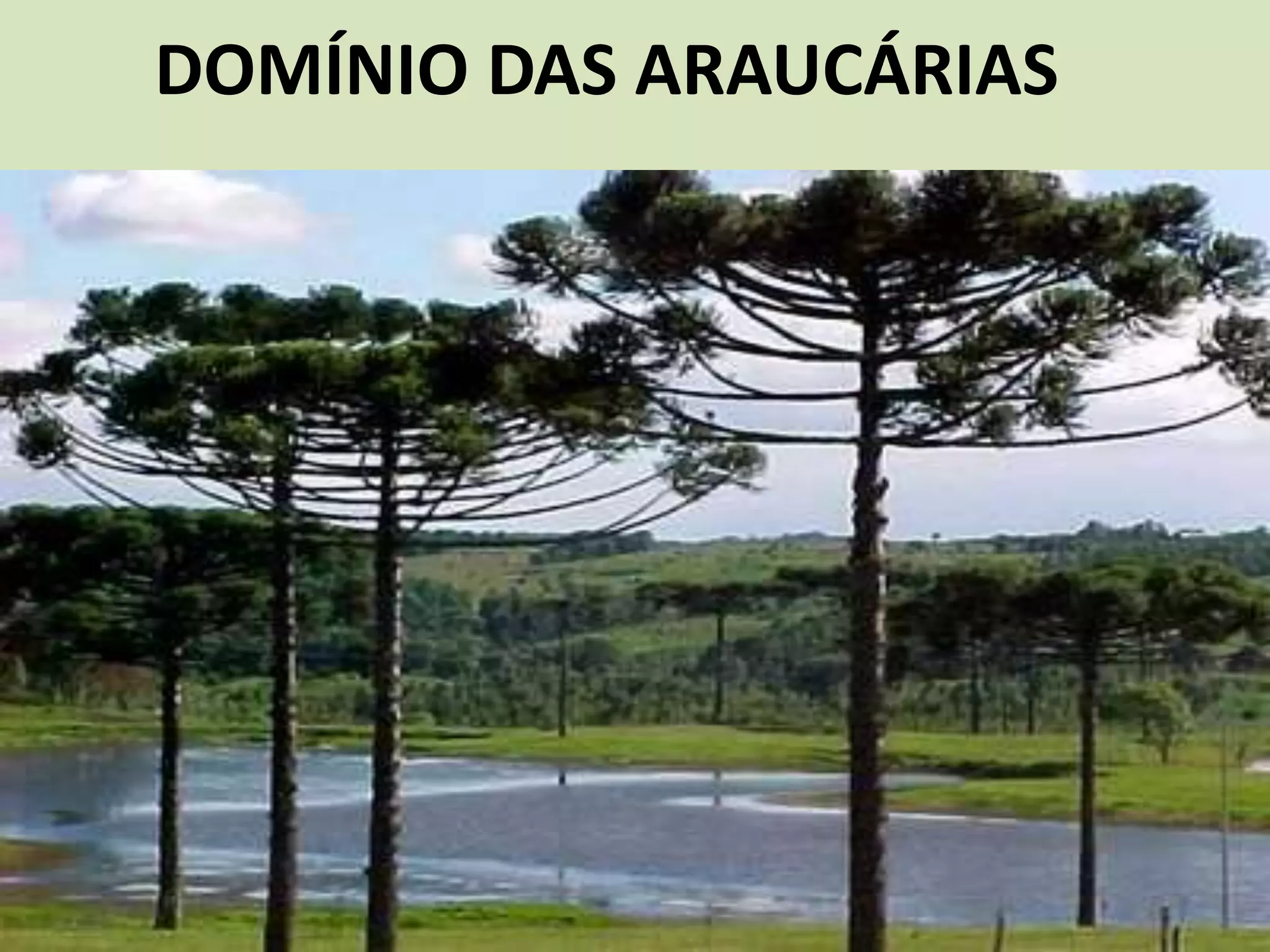 DOMÍNIO DAS ARAUCÁRIAS