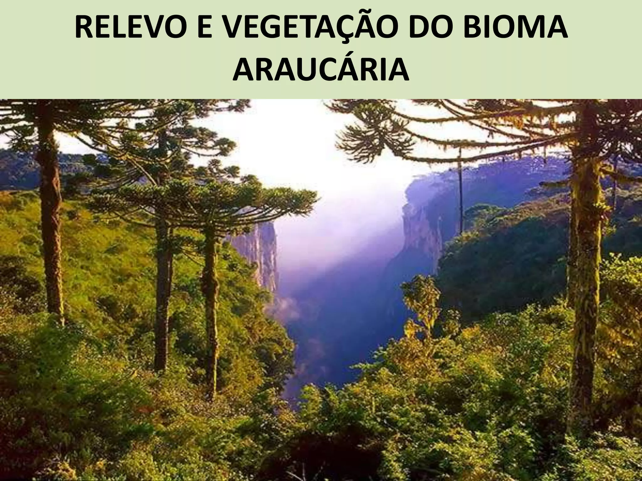 RELEVO E VEGETAÇÃO DO BIOMA
ARAUCÁRIA