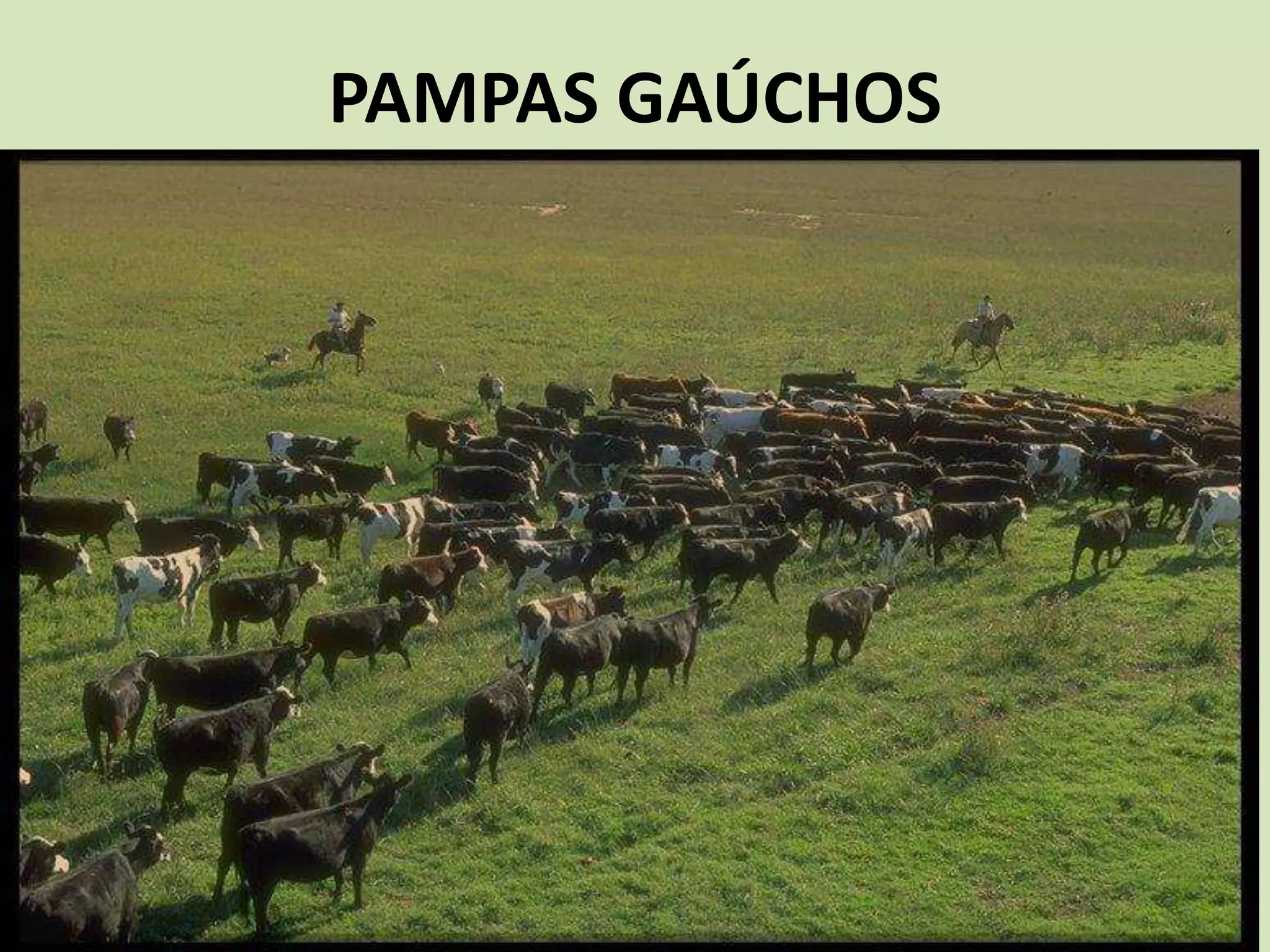 PAMPAS GAÚCHOS
