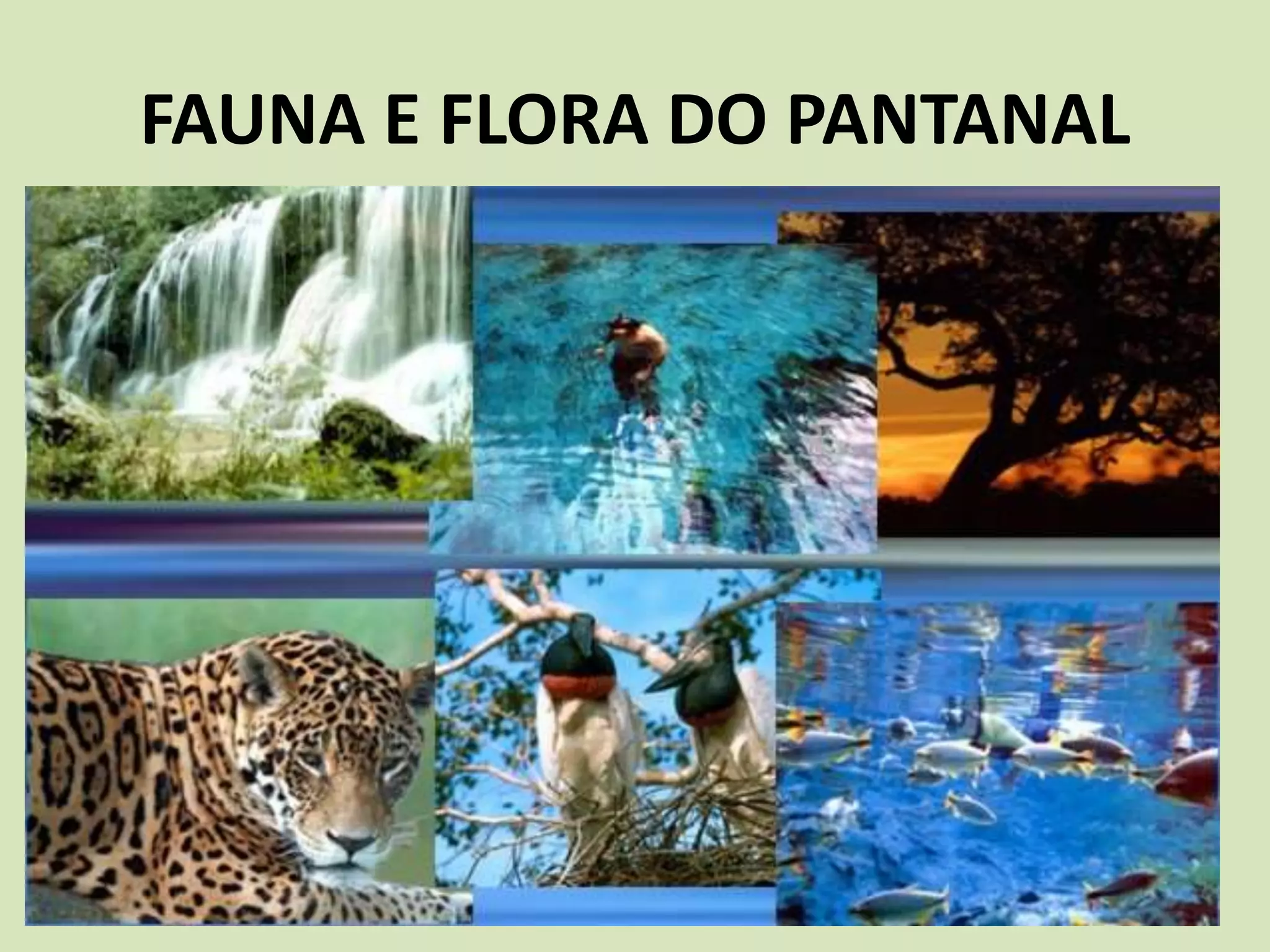 FAUNA E FLORA DO PANTANAL
