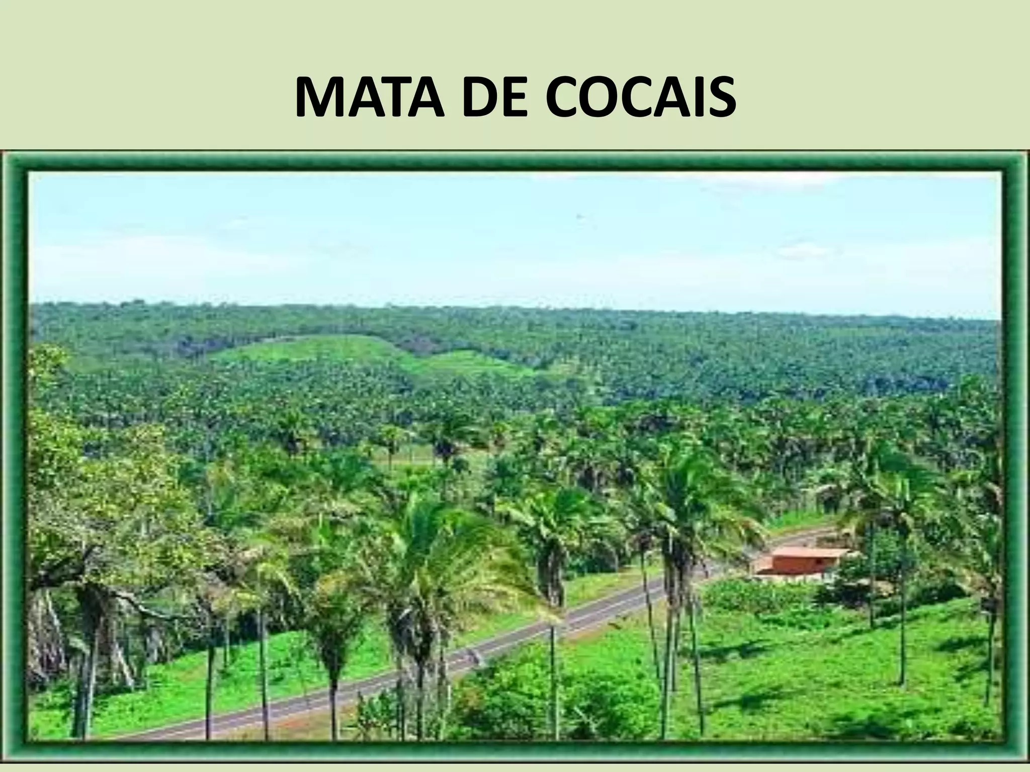 MATA DE COCAIS