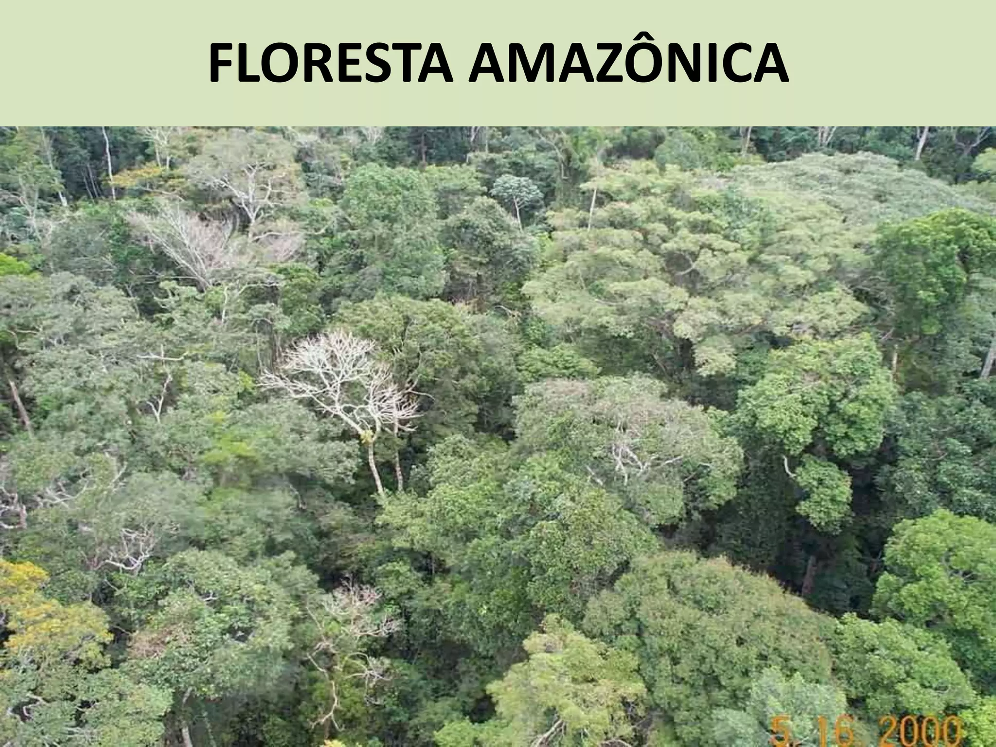 FLORESTA AMAZÔNICA