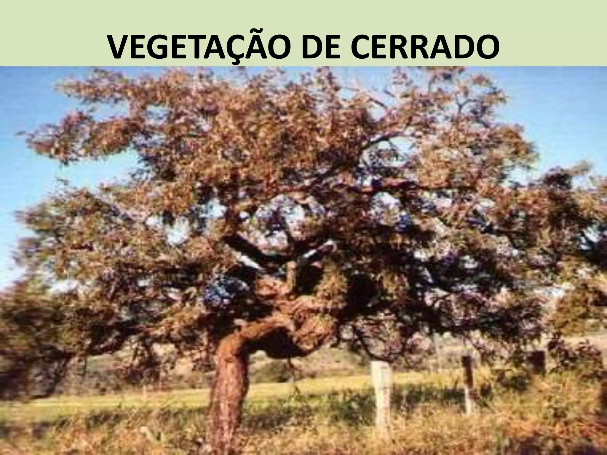 VEGETAÇÃO DE CERRADO