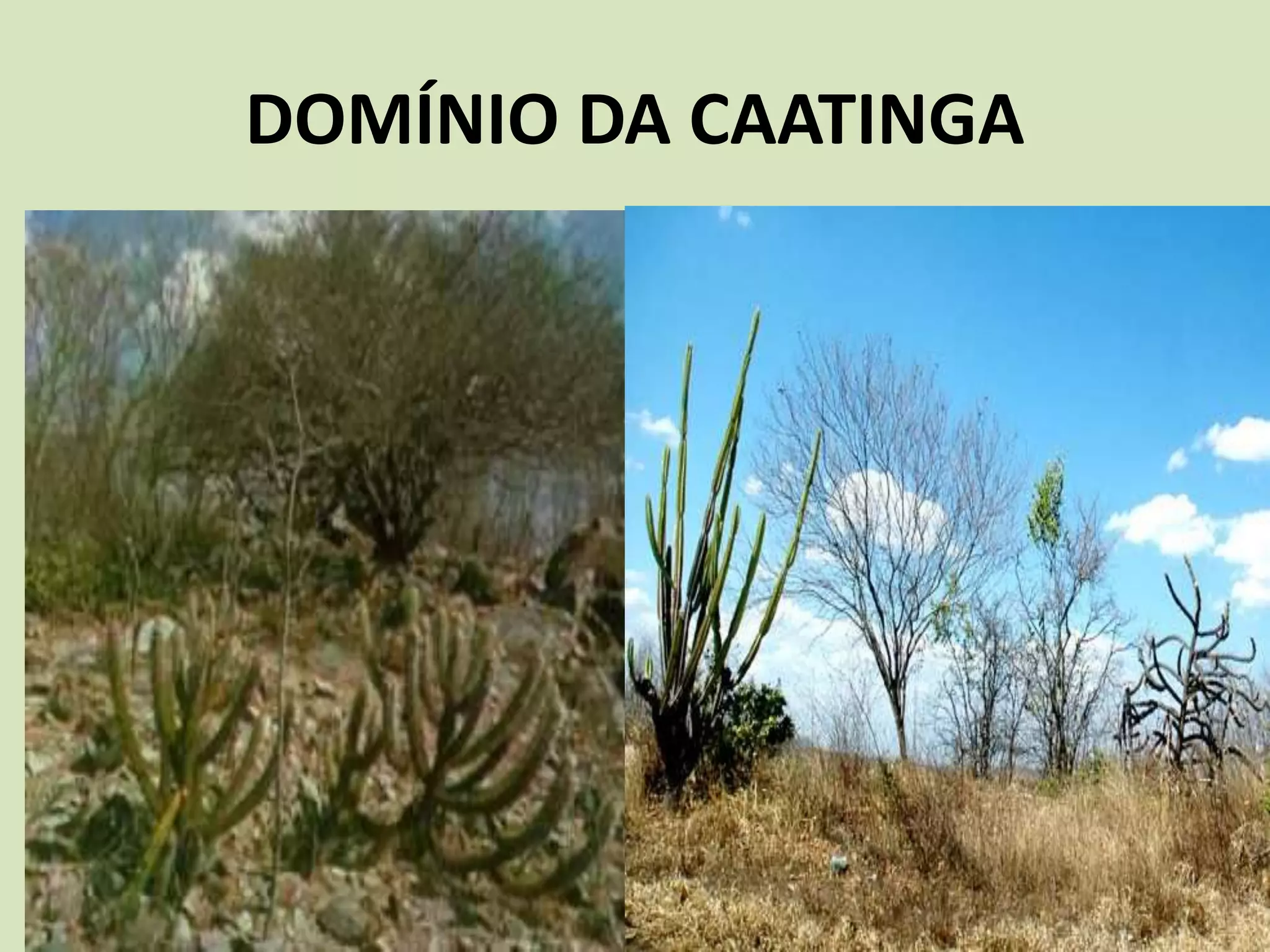 DOMÍNIO DA CAATINGA