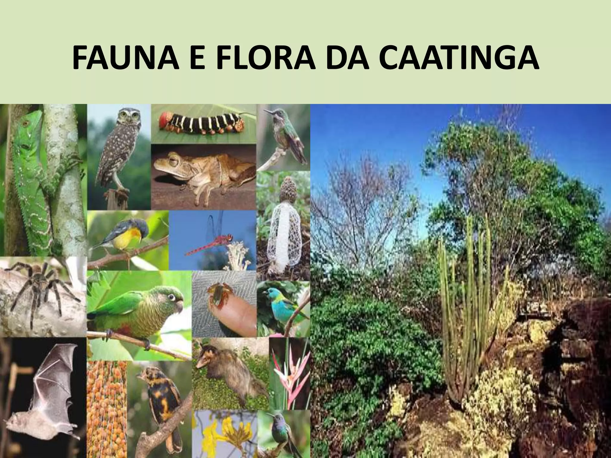 FAUNA E FLORA DA CAATINGA