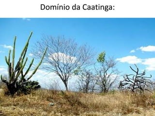Domínio da Caatinga:
 