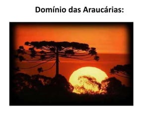 Domínio das Araucárias:
 