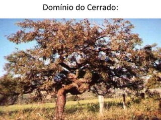 Domínio do Cerrado:
 