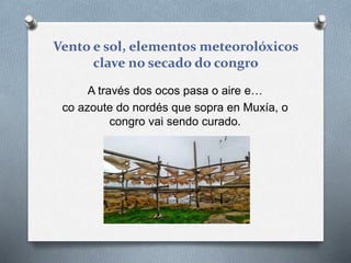 Vento e sol, elementos meteorolóxicos
clave no secado do congro
A través dos ocos pasa o aire e…
co azoute do nordés que sopra en Muxía, o
congro vai sendo curado.
 