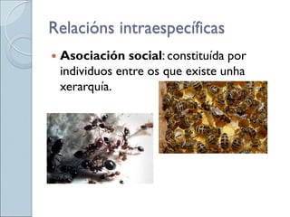  Asociación social: constituída por
individuos entre os que existe unha
xerarquía.
Relacións intraespecíficas
 