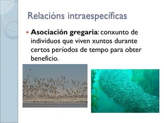  Asociación gregaria: conxunto de
individuos que viven xuntos durante
certos períodos de tempo para obter
beneficio.
Relacións intraespecíficas
 