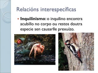  Inquilinismo: o inquilino encontra
acubillo no corpo ou restos doutra
especie sen causarlle prexuízo.
Relacións interespecíficas
 