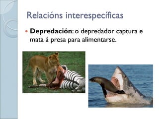  Depredación: o depredador captura e
mata á presa para alimentarse.
Relacións interespecíficas
 