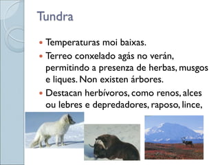 Tundra
 Temperaturas moi baixas.
 Terreo conxelado agás no verán,
permitindo a presenza de herbas, musgos
e liques. Non existen árbores.
 Destacan herbívoros, como renos, alces
ou lebres e depredadores, raposo, lince,
lobos.
 