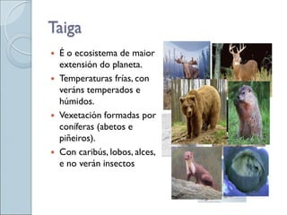 Taiga
 É o ecosistema de maior
extensión do planeta.
 Temperaturas frías, con
veráns temperados e
húmidos.
 Vexetación formadas por
coníferas (abetos e
piñeiros).
 Con caribús, lobos, alces,
e no verán insectos
 