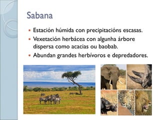Sabana
 Estación húmida con precipitacións escasas.
 Vexetación herbácea con algunha árbore
dispersa como acacias ou baobab.
 Abundan grandes herbívoros e depredadores.
 