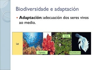 Biodiversidade e adaptación
 Adaptación: adecuación dos seres vivos
ao medio.
 