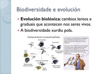 Biodiversidade e evolución
 Evolución biolóxica: cambios lentos e
graduais que acontecen nos seres vivos.
 A biodiversidade xurdiu pola.
 