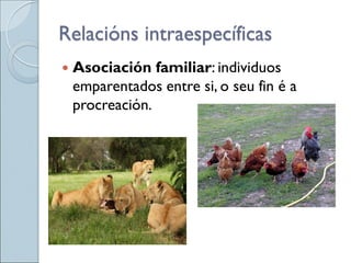  Asociación familiar: individuos
emparentados entre si, o seu fin é a
procreación.
Relacións intraespecíficas
 