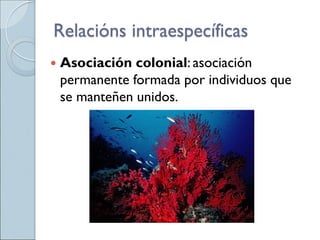 Asociación colonial: asociación
permanente formada por individuos que
se manteñen unidos.
Relacións intraespecíficas
 