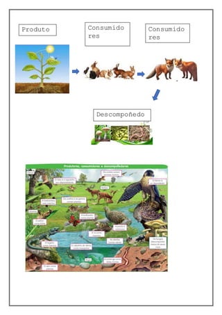 Produto
res
Consumido
res
Primarios
Consumido
res
Secundari
os
Descompoñedo
res
 