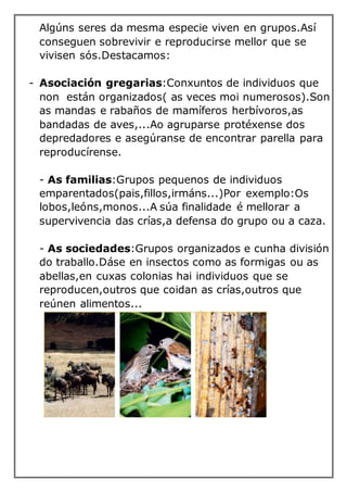 Algúns seres da mesma especie viven en grupos.Así
conseguen sobrevivir e reproducirse mellor que se
vivisen sós.Destacamos:
- Asociación gregarias:Conxuntos de individuos que
non están organizados( as veces moi numerosos).Son
as mandas e rabaños de mamíferos herbívoros,as
bandadas de aves,...Ao agruparse protéxense dos
depredadores e asegúranse de encontrar parella para
reproducírense.
- As familias:Grupos pequenos de individuos
emparentados(pais,fillos,irmáns...)Por exemplo:Os
lobos,leóns,monos...A súa finalidade é mellorar a
supervivencia das crías,a defensa do grupo ou a caza.
- As sociedades:Grupos organizados e cunha división
do traballo.Dáse en insectos como as formigas ou as
abellas,en cuxas colonias hai individuos que se
reproducen,outros que coidan as crías,outros que
reúnen alimentos...
 