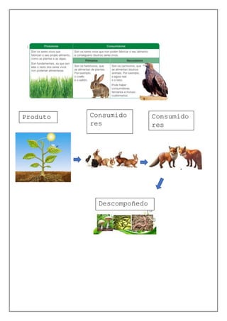 Produto
res
Consumido
res
Primarios
Consumido
res
Secundari
os
Descompoñedo
res
 