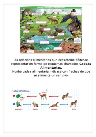As relacións alimentarias nun ecosistema pódense
representar en forma de esquemas chamados Cadeas
Alimentarias.
Nunha cadea alimentaria indícase con frechas de que
se alimenta un ser vivo.
 