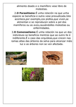 alimento doado e o mamífero vese libre de
molestias.
2.O Parasitismo:É unha relación na que unha
especie se beneficia e outra vese prexudicada.Isto
acontece,por exemplo,cos piollos,que viven,se
alimentan e se reproducen sobre a pel dos
mamíferos ou as aves,causándolles molestias ou
enfermidades.
3.O Comensalismo:É unha relación na que un dos
individuos se beneficia mentres que ao outro lle é
indiferente.É o caso das orquídeas,que crecen nas
ramas altas das árbores da selva para alcanzar máis
luz e as árbores non se ven afectada.
 