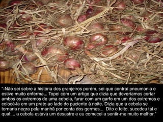 “-Não sei sobre a história dos granjeiros porém, sei que contraí pneumonia e 
estive muito enferma... Topei com um artigo que dizia que deveríamos cortar 
ambos os extremos de uma cebola, furar com um garfo em um dos extremos e 
colocá-la em um prato ao lado do paciente à noite. Dizia que a cebola se 
tornaria negra pela manhã por conta dos germes... Dito e feito, sucedeu tal e 
qual:... a cebola estava um desastre e eu comecei a sentir-me muito melhor.” 
 