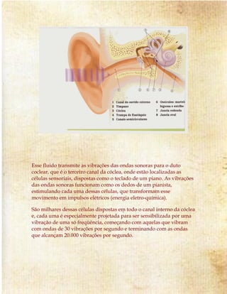 Esse fluido transmite as vibrações das ondas sonoras para o duto
coclear, que é o terceiro canal da cóclea, onde estão localizadas as
células sensoriais, dispostas como o teclado de um piano. As vibrações
das ondas sonoras funcionam como os dedos de um pianista,
estimulando cada uma dessas células, que transformam esse
movimento em impulsos elétricos (energia eletro-química).
São milhares dessas células dispostas em todo o canal interno da cóclea
e, cada uma é especialmente projetada para ser sensibilizada por uma
vibração de uma só freqüência, começando com aquelas que vibram
com ondas de 30 vibrações por segundo e terminando com as ondas
que alcançam 20.000 vibrações por segundo.
 