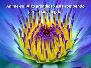 Anime-se! Algo grandioso está rompendo para a sua alegria! 
